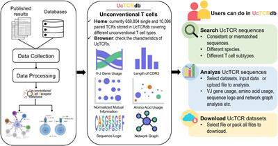 UcTCRdb: An unconventional T cell receptor sequence database with online analysis functions